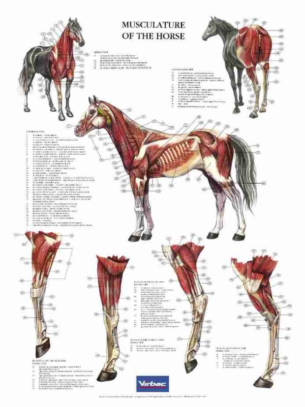 Hestens muskulatur / anatomiplakat