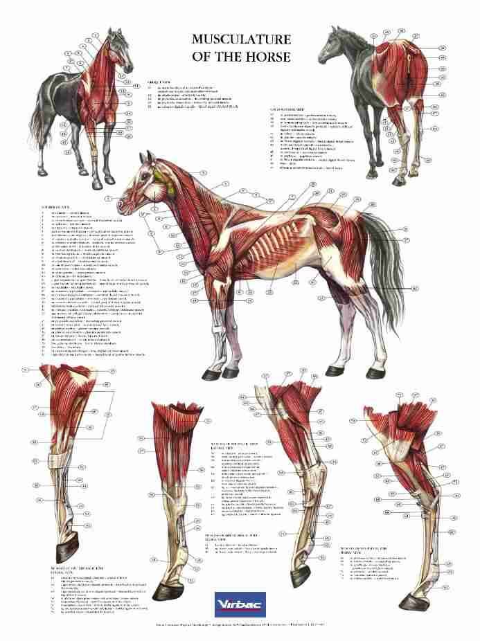 billig hurtig frakke Hestens muskulatur / anatomiplakat » HORSECONSULT