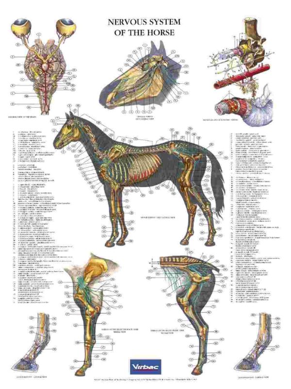 Plakat: Hestens anatomi Nervesystemet
