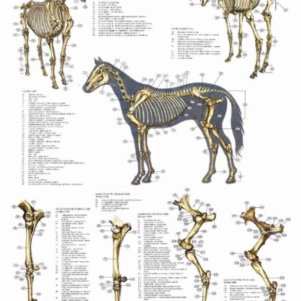 Plakat: Hestens anatomi - Skelettet