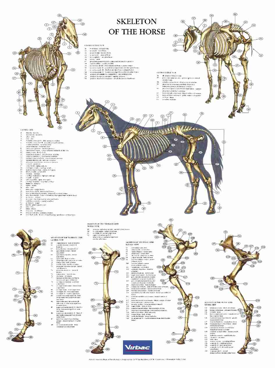 Hestens skelet / anatomiplakat