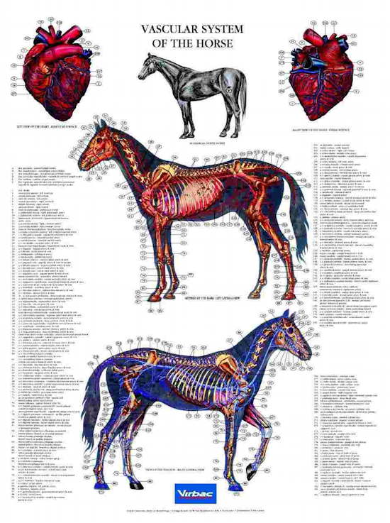 Flot plakat med hestens blodkredsløb og alle latinske og engelske betegnelser. Er du dyrlæge, hestemassør, hesteakupunktør, hestekiropraktor eller har du bare lyst at lære mere om hestens krop, så er denne hesteplakat værd at eje.