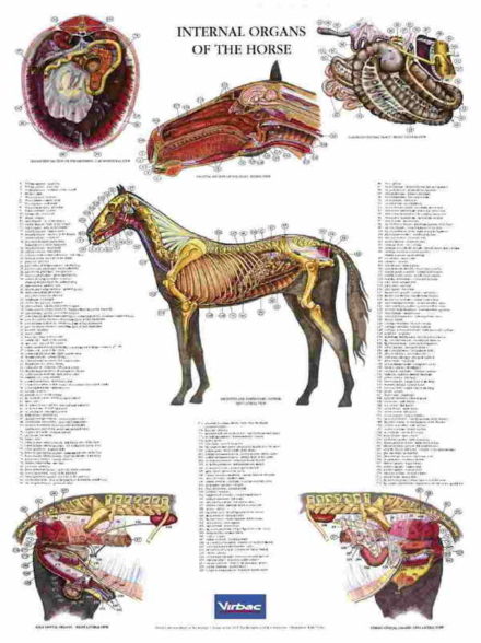 Hestens indre organer / anatomiplakat