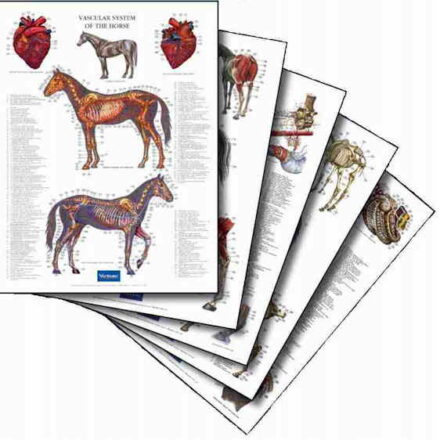 Hestens anatomi: Plakater: Hestens muskulatur, skelet, indre organer, karsystem og nervesystem