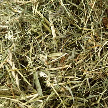 Grovfoderanalyse til hø: Hygiejnisk analyse af alm hø. Bestil grovfoderanalysen her og optimér din hestefodring.