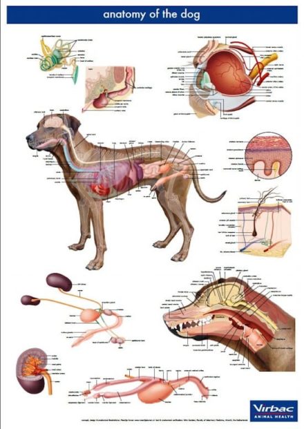 Hundens anatomi / anatomiplakat