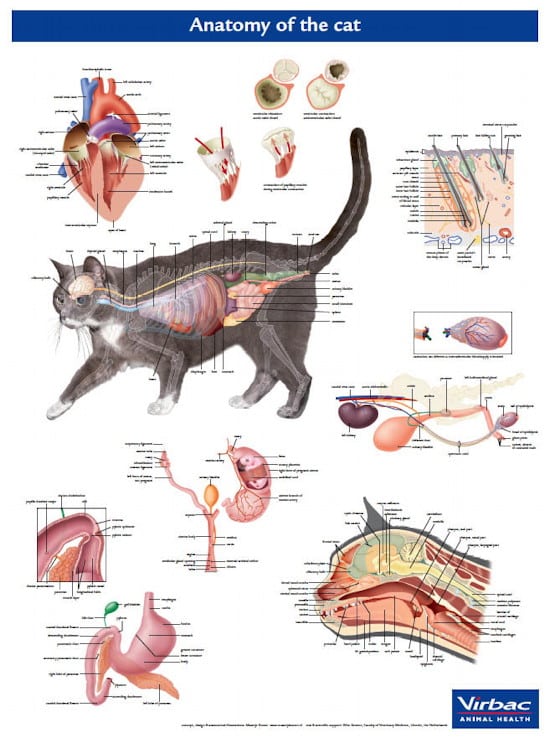 Kattens anatomi / anatomiplakat