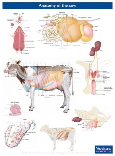 Koens anatomi / anatomiplakat