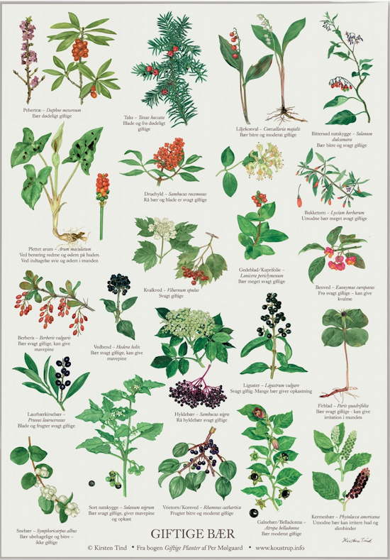 Giftige planter & Bær / Sæt á 2 plakater