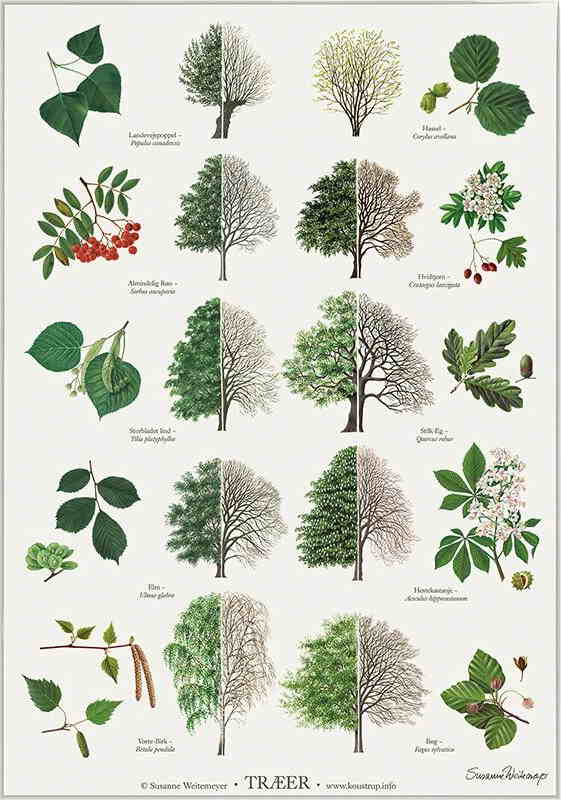 Træer & Træernes blade / A2, sæt á 2 plakater