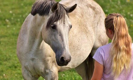 Hesteforståelse er noget du skal ville