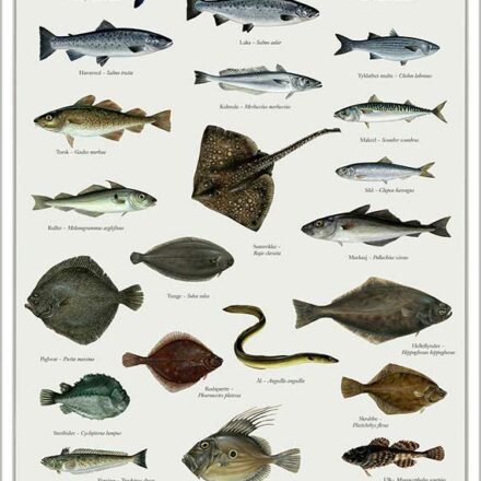 Havets fisk & Ferskvandsfisk / A2, sæt á 2 plakater