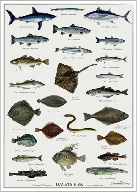 Havets fisk & Ferskvandsfisk / A2, sæt á 2 plakater