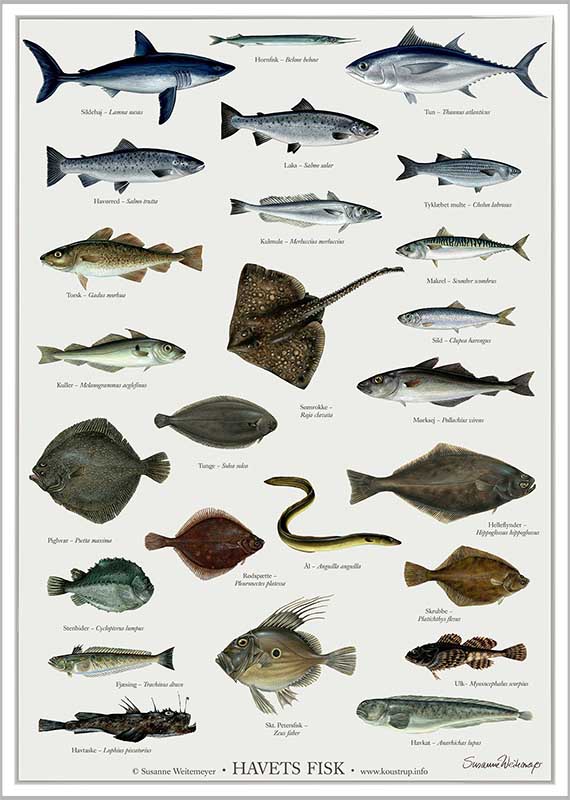 Havets fisk & Ferskvandsfisk / Sæt á 2 plakater