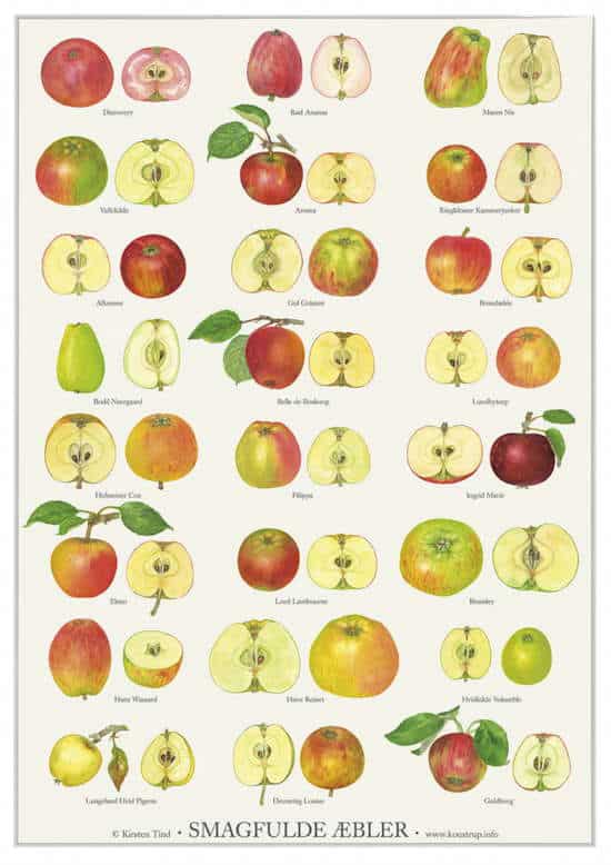 Plakat med æblesorter