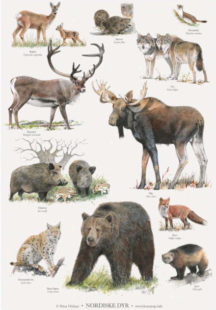 Nordiske dyr / A4 plakat