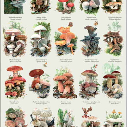 Spiselige svampe plakater
