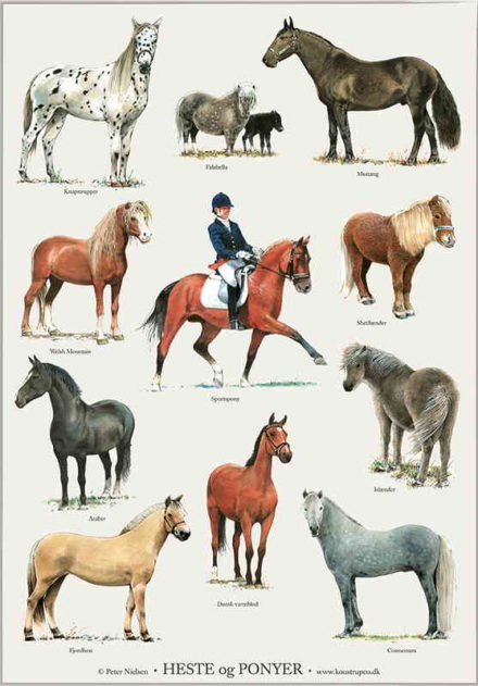 Heste og ponyer, A4 plakat