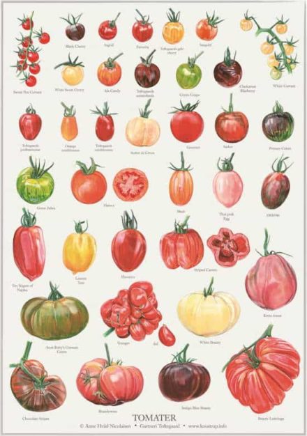 Plakat med tomater Plakat med tomater: Farverige flotte, velsmagende tomater her tegnet som A2 plakat. Til køkkenet, til smooties eller bare fordi du elsker tomater.
