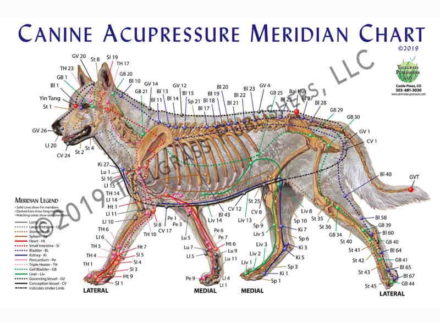 Canine Acupressure Meridian Chart Hundens akupressurpunkter og meridianer / lamineret planche