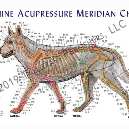 Canine Acupressure Meridian Chart Hundens akupressurpunkter og meridianer / lamineret planche