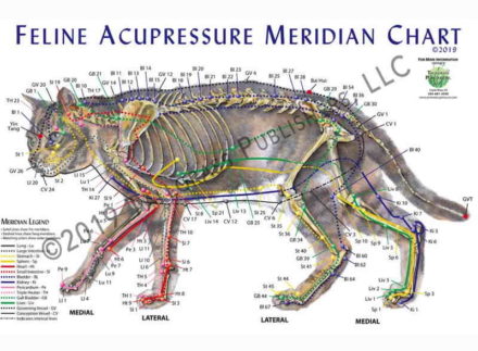 Kattens akupressurpunkter og meridianer / lamineret planche Feline Acupressure Meridian Chart