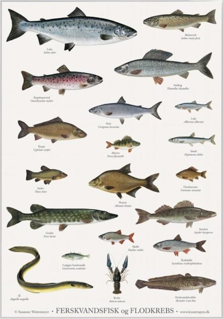5711612025316 Plakat med ferskvandsfisk og flodkrebs