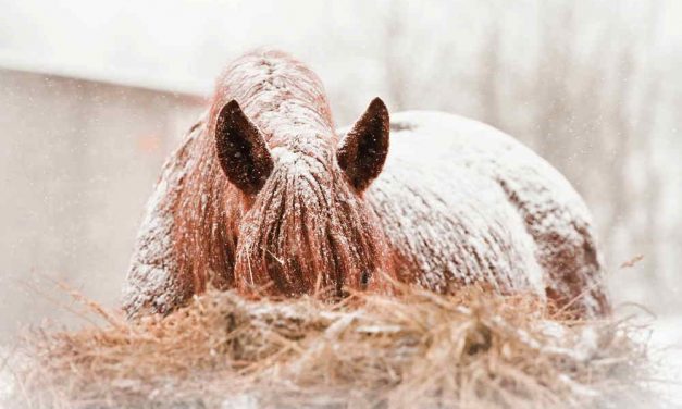 Heste på vinterfold. Hvad kan gi’ heste kolik?
