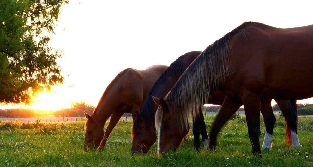 Indgræsning af heste til sommerfold. Få gode råd til indgræsning