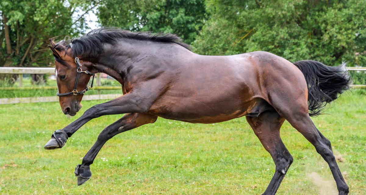 Formler til beregning af hestens/ponyens legemsvægt