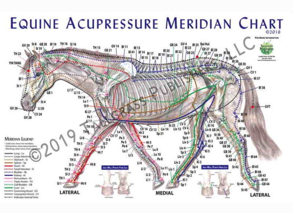 Hestens akupressurpunkter og meridianer / lamineret planche