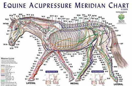 Hestens akupressurpunkter og meridianer. Equine Acupressure Meridian Chart