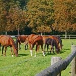Hesterådgivning: Få svar fra vores uvildige hestekonsulent