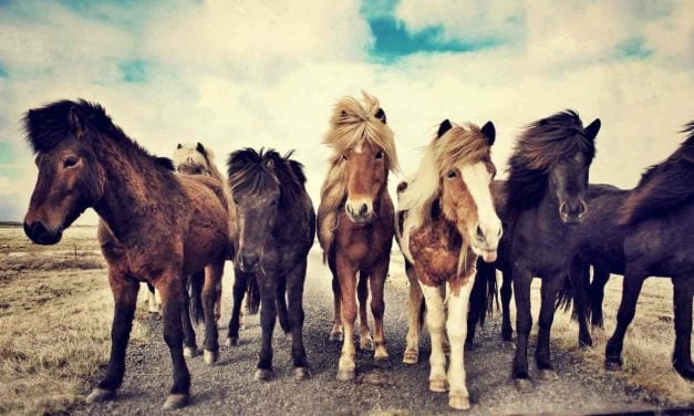 Islandske heste over hele Verden stambogsføres i WorldFengur