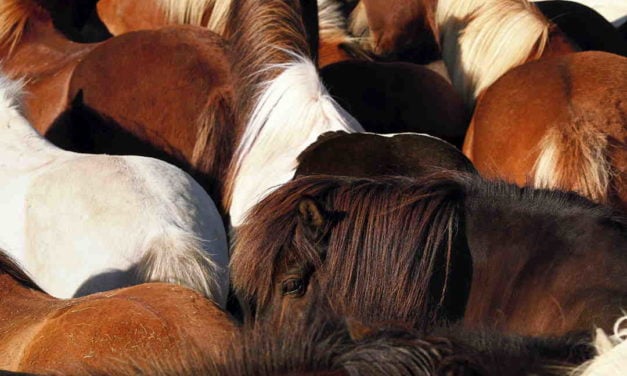Farver hos islandske heste