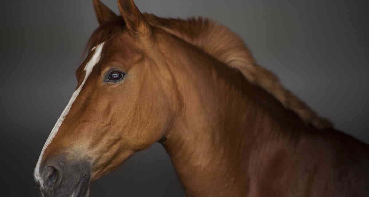 Heste kan få mavesår af stress. Lær symptomerne at kende