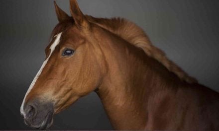 Heste kan få mavesår af stress. Lær symptomerne at kende