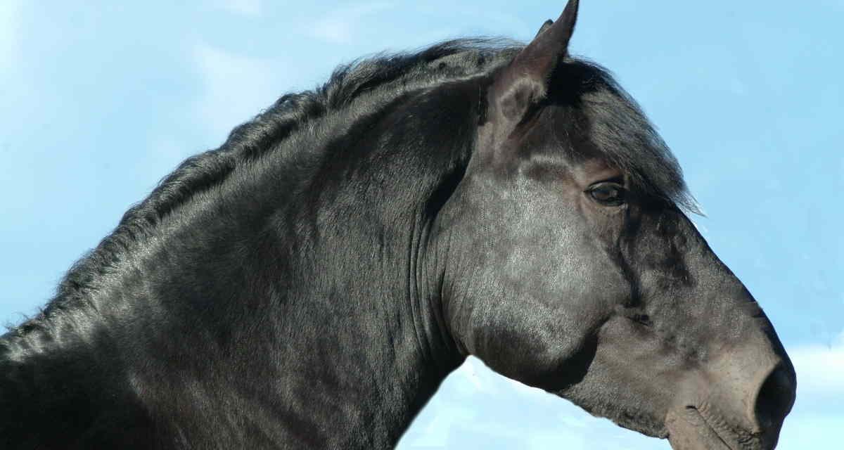 Insulinresistens hos heste: Øget risiko for forfangenhed og Cushing’s syndrom