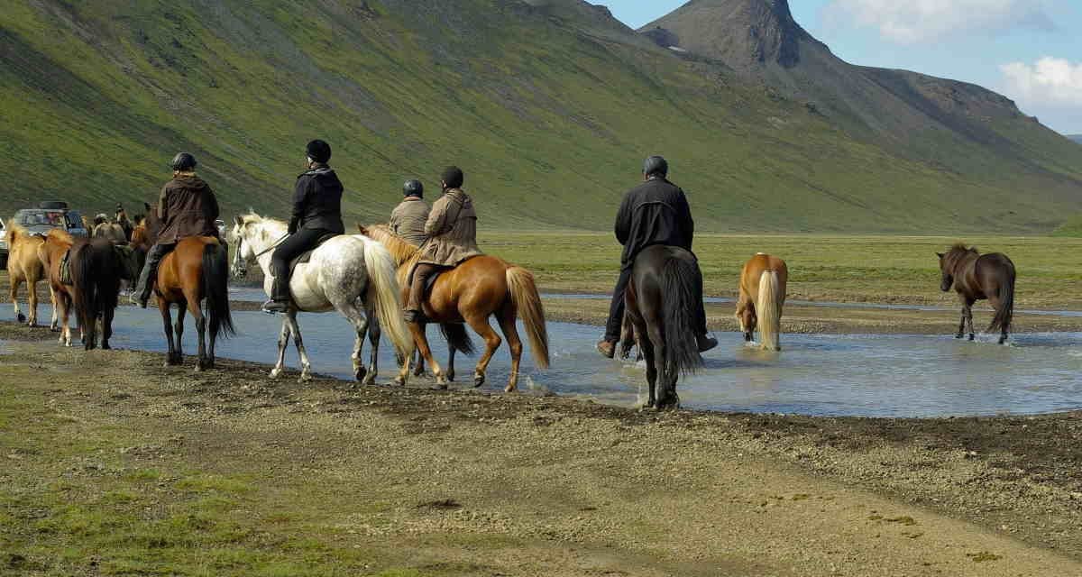 Tölt er ikke kun for islandske heste. Artikel af Marit Jonsson