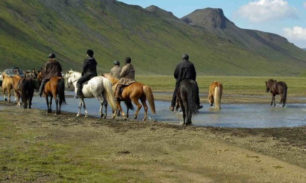 Tölt er ikke kun for islandske heste. Artikel af Marit Jonsson