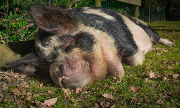 Sortbrogede svin: Bestanden af sortbrogede svin er i stigning
