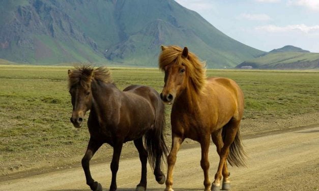 Hest eller pony. Hvorfor er islænderen en hest?