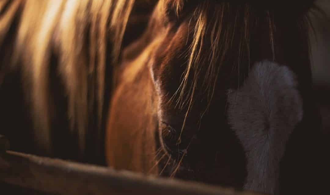 Mavesår hos heste. Akupunkturpunkter kan afsløre symptomer