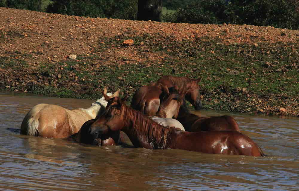 Våde folde kan være til fordel for hesten. Se filmen
