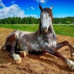 Strækøvelser til heste. 8 øvelser du selv kan lave