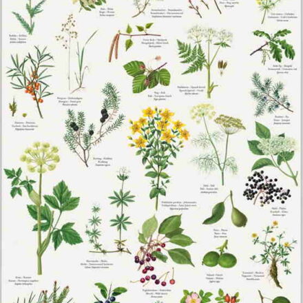 Plakat med urter til kryddersnaps tegnet af Susanne Weitemeyer.