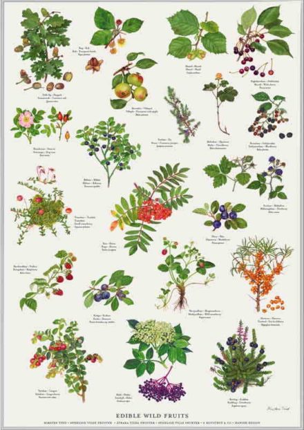Plakater med spiselige vilde frugter, planter og blomster