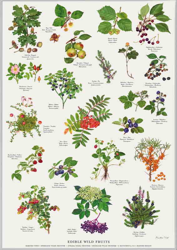 korrekt dårligt forstene Spiselige vilde frugter, planter & blomster / A4, sæt á 3 plakater »