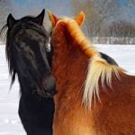 Hestens naturlige adfærd 1