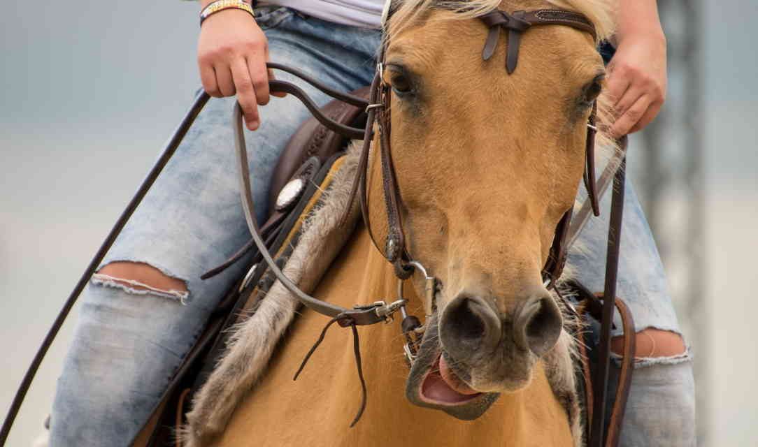 Hestens naturlige adfærd 2: Ridning